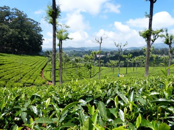 Elements of Kerala tailor made tours