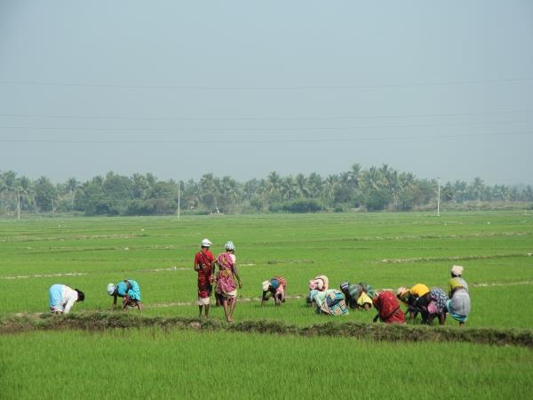 Elements of Kerala tailor made tours