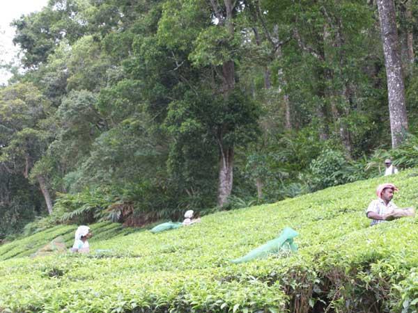 Kerala budget holiday, tailor made