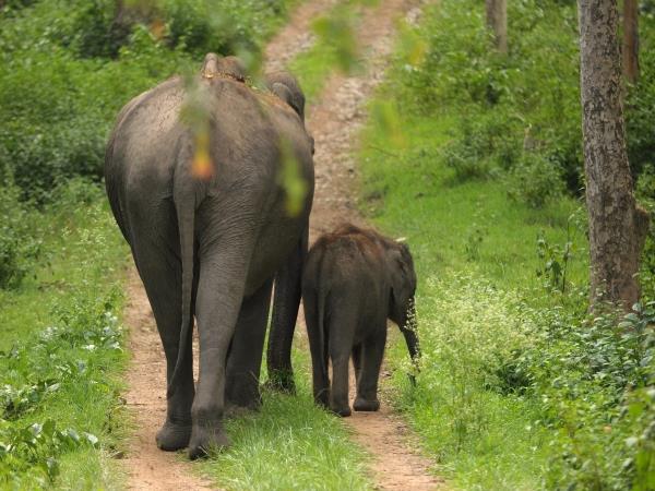 Karnataka tailormade holiday, India