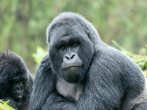 Rwanda luxury gorilla safari
