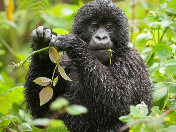 Rwanda luxury gorilla safari