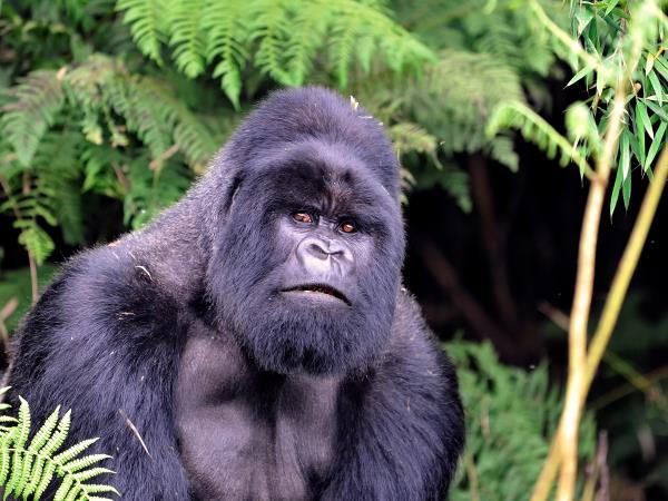 Rwanda luxury gorilla safari