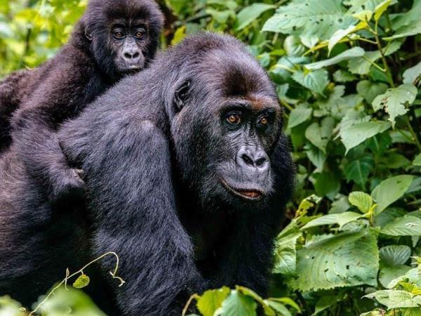 Rwanda luxury gorilla safari