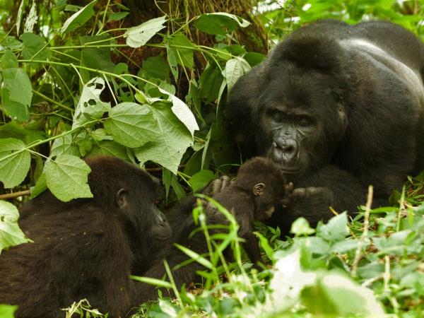 Rwanda luxury gorilla safari