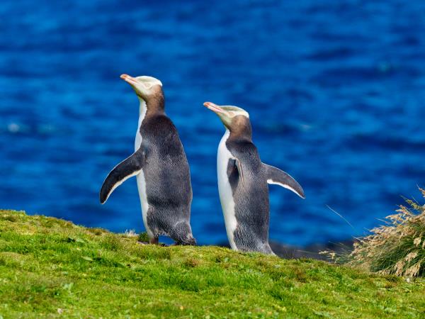Wildlife Cruise of New Zealand Subantarctic Islands