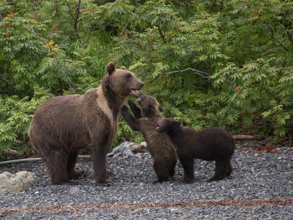 Kamchatka and Chukotka wildlife cruises, Russia