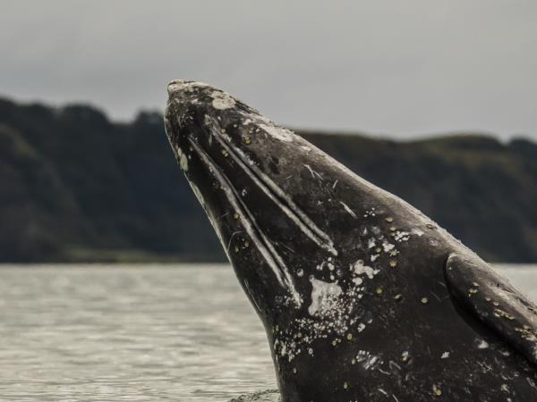 Kamchatka and Chukotka wildlife cruises, Russia