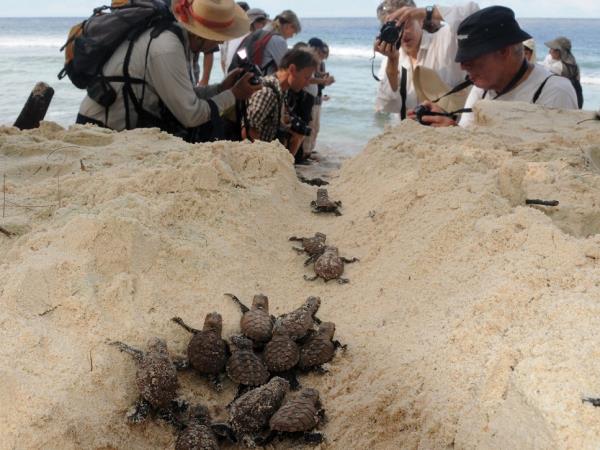 Melanesia cruise, history and wildlife cruise