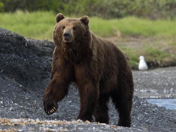 Kamchatka wildlife and bird watching cruise, Russia