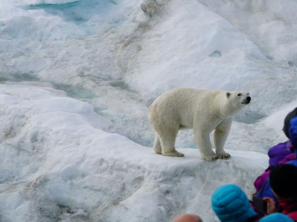 Chukotka and Wrangel Island wildlife cruises, Russia