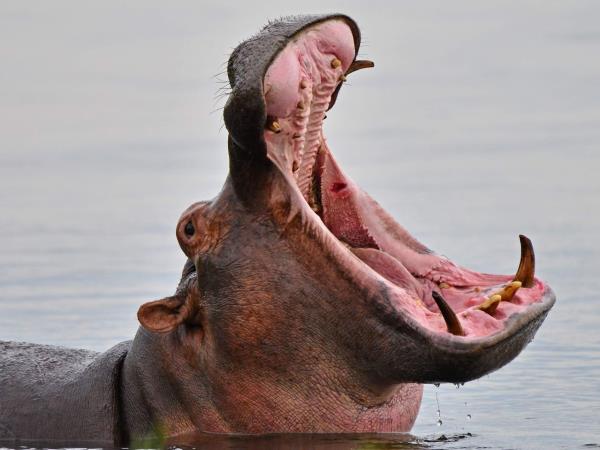 Uganda primate safari and wildlife holiday