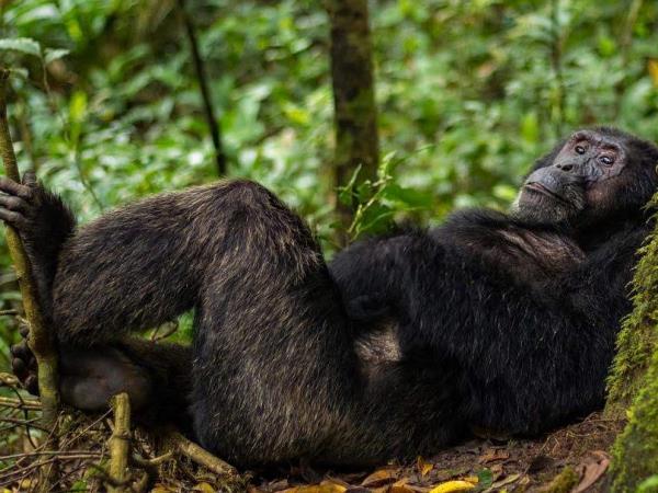 Uganda primate safari and wildlife holiday