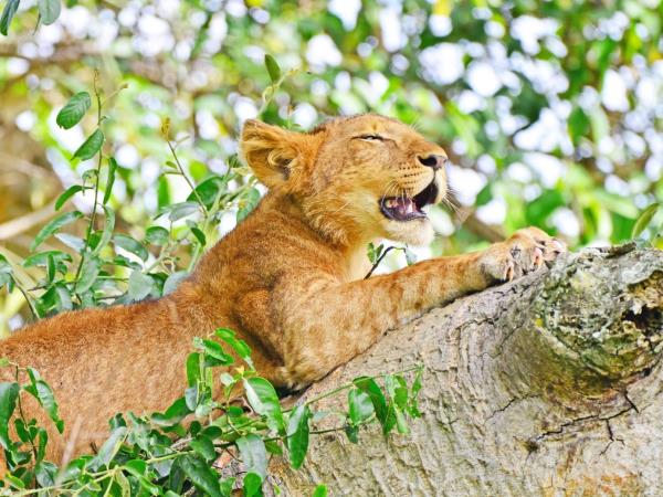Uganda primate safari and wildlife holiday