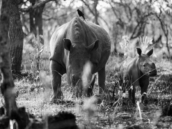 Uganda primate safari and wildlife holiday