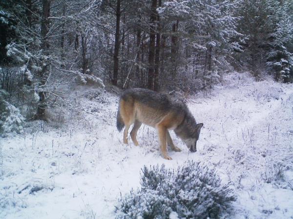 Sweden winter wildlife tracking, wolves and lynx