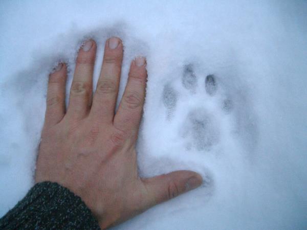 Sweden winter wildlife tracking, wolves and lynx
