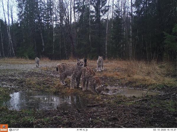 Sweden winter wildlife tracking, wolves and lynx