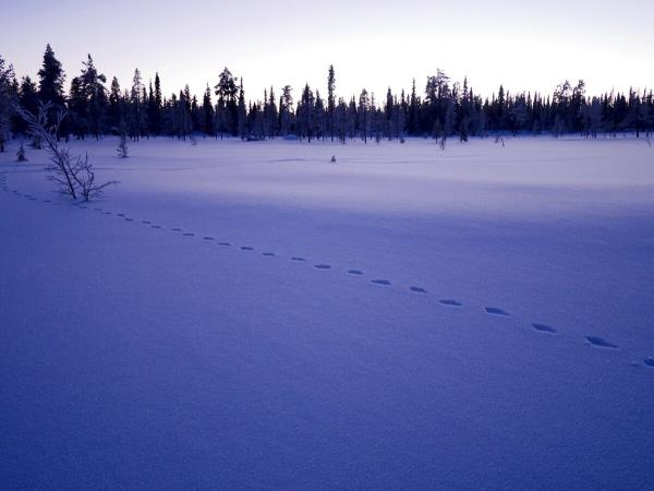 Sweden winter wildlife tracking, wolves and lynx
