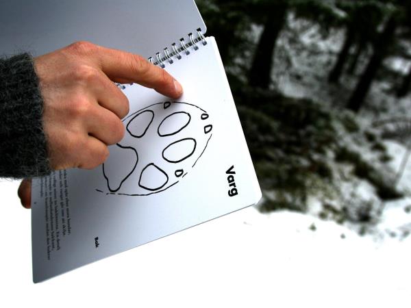 Sweden winter wildlife tracking, wolves and lynx