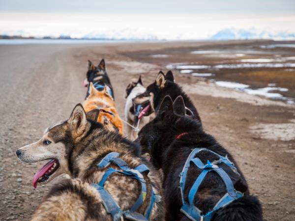 Spitsbergen Summer holiday on Svalbard