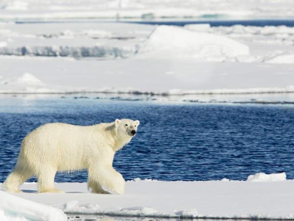 Spitsbergen Summer holiday on Svalbard