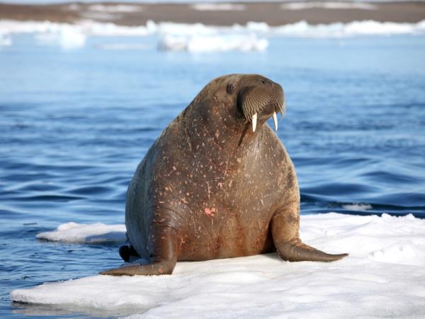 Spitsbergen Summer holiday on Svalbard