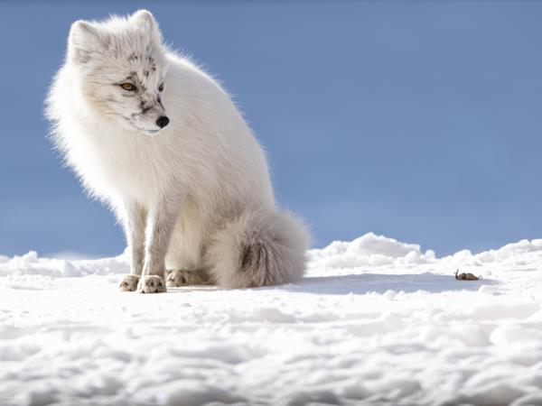 Spitsbergen Summer holiday on Svalbard