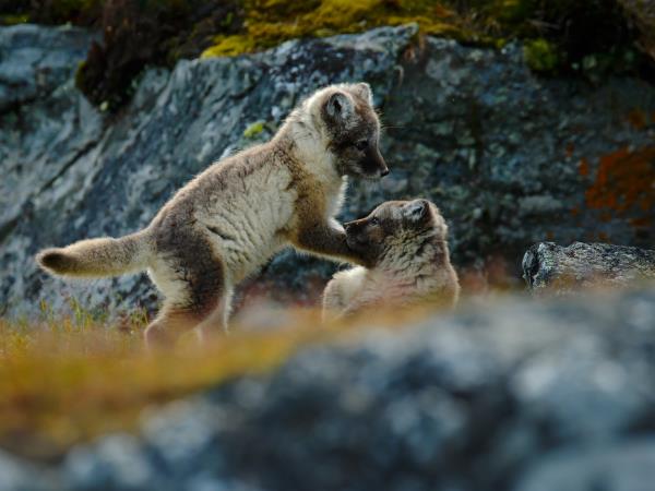 Spitsbergen Summer holiday on Svalbard