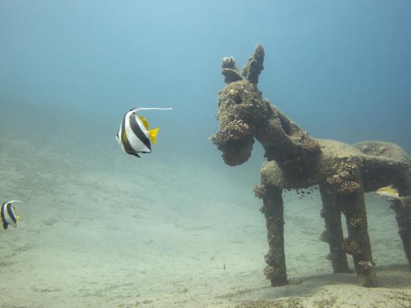 Red Sea diving holidays