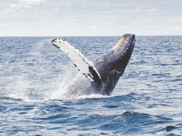 Antarctic cruise with the World Wildlife Fund