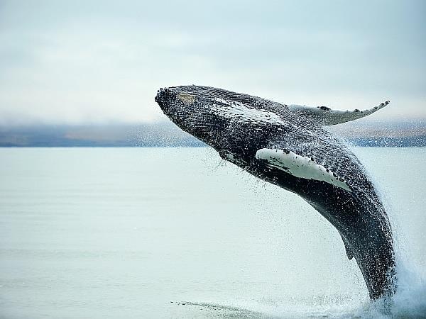Iceland to Scotland sailing holiday