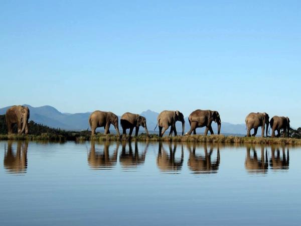 Over 40s volunteering with elephants, South Africa