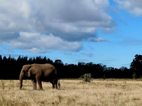 Over 40s volunteering with elephants, South Africa