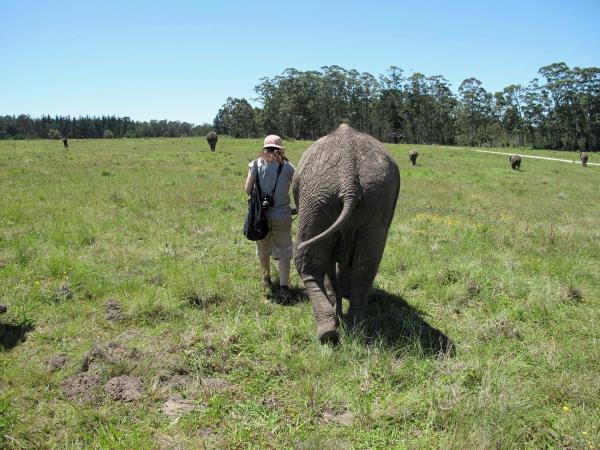 Over 40s volunteering with elephants, South Africa