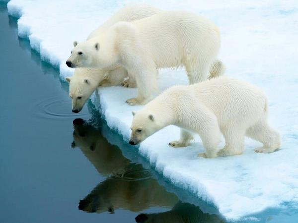 Arctic cruises, Spitsbergen to Franz Josef Land