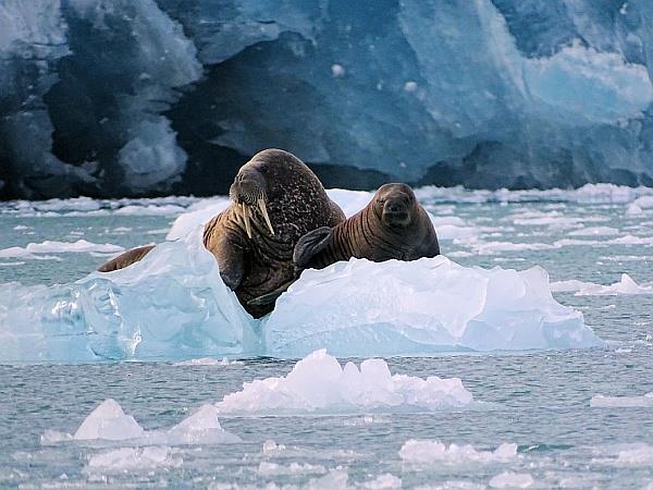 Svalbard sailing holiday