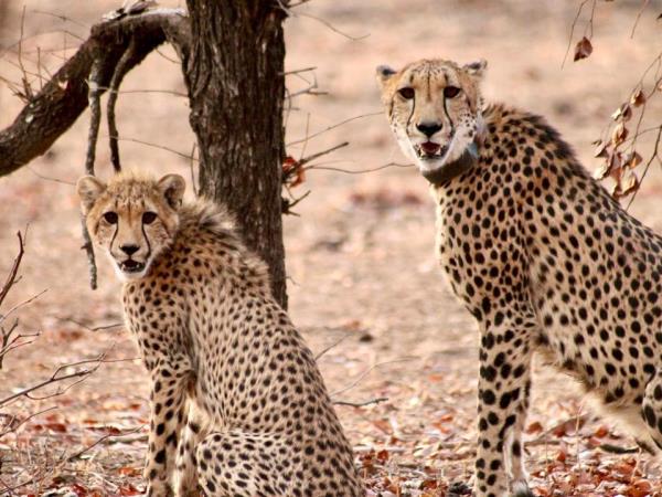 Malawi animal conservation and safari holiday