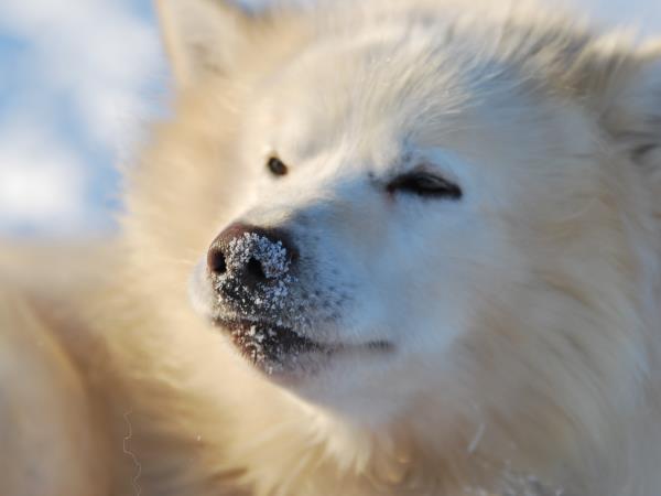 Dog-sledding in Spitsbergen holiday