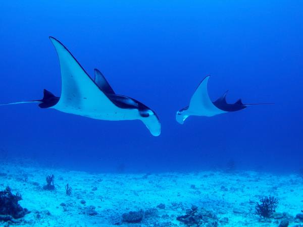 Cruise the Raja Ampat Islands, Indonesia