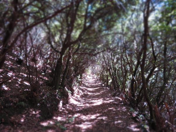 La Palma Walking holiday