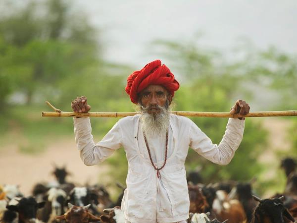 India Golden Triangle tour with Tigers & Asiatic Lions
