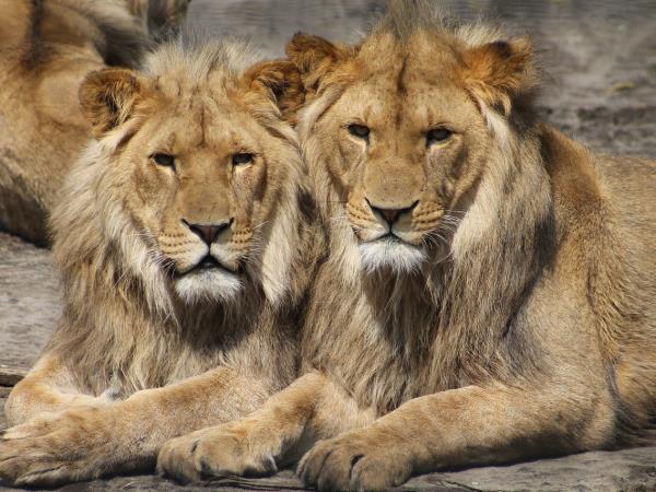 India Golden Triangle tour with Tigers & Asiatic Lions