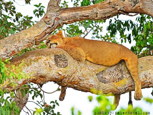 Uganda tailor made holidays