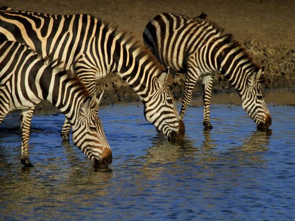 Tanzania 6 day safari tour