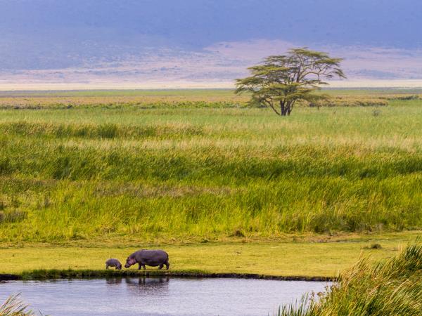 Tanzania 6 day safari tour