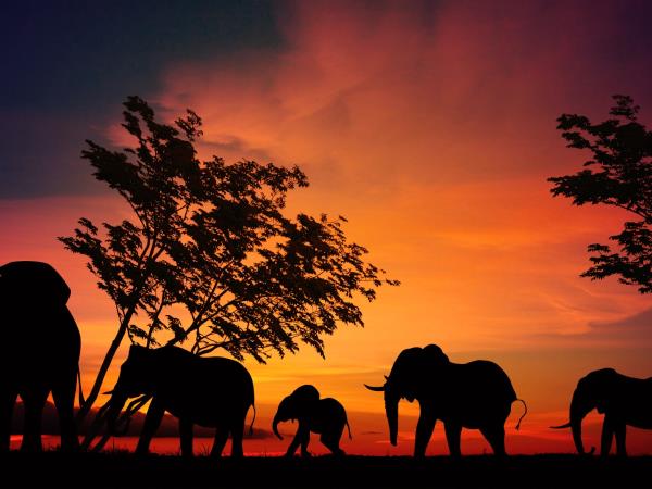 Tanzania 6 day safari tour