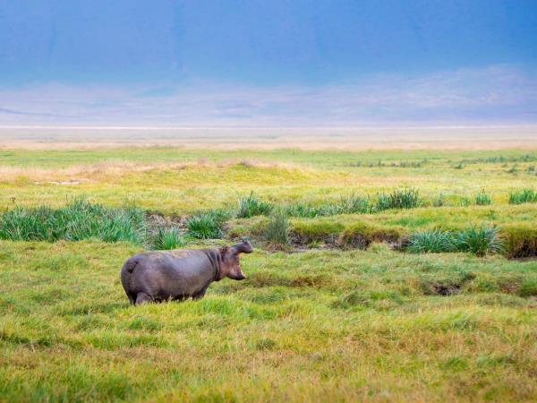 Tanzania 6 day safari tour