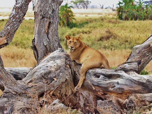 Tanzania 6 day safari tour