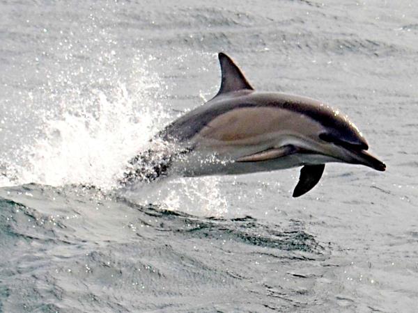 Argyll 4 day cruise in Scotland